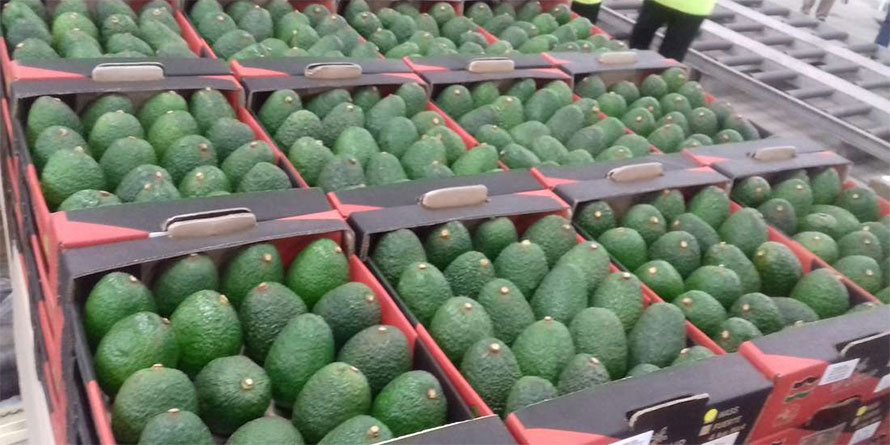 Avocado exporters given four days clear with regulator ahead of ban