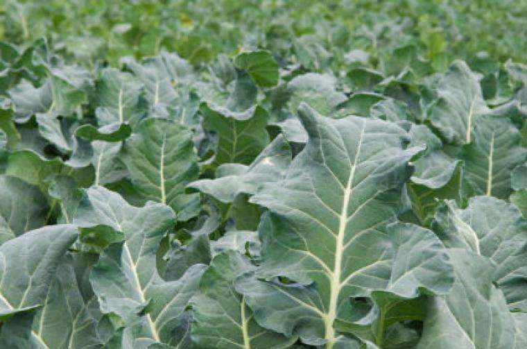 How Sukuma Wiki farming in Kenya made me a millionaire