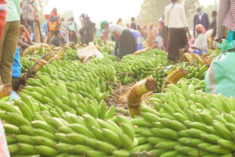 World food prices hit 10-year high on harvest setbacks