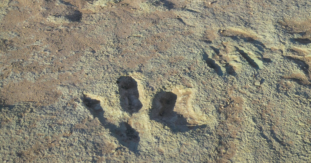 Dinosaur Prints in Utah Are Feared Damaged by Construction Equipment