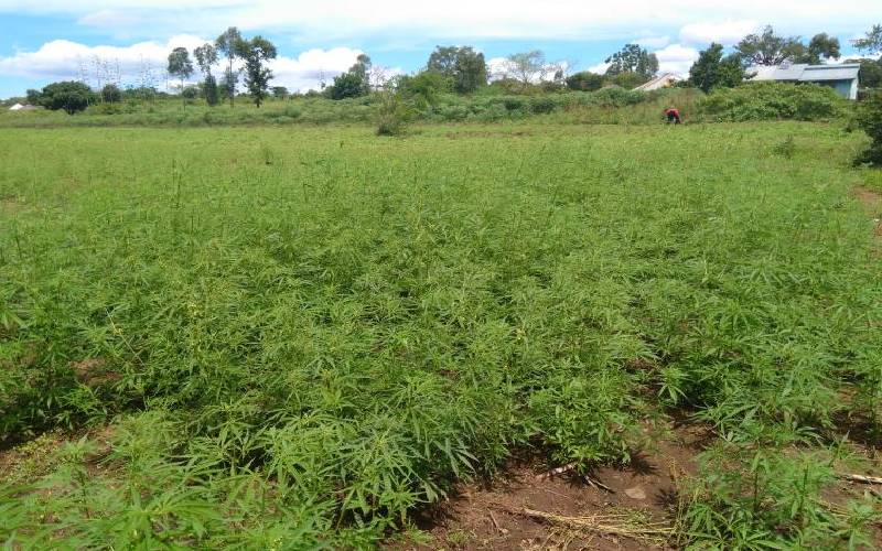 Student sneaks from school to check on bhang he grows at home