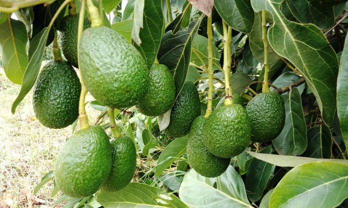Avocados, Nuts and Berries - How 'Superfoods' Powered Kakuzi's Growth