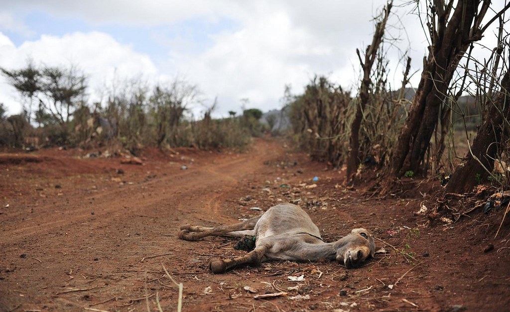 Kenya: Govt Disburses Funds to Drought Affected Families