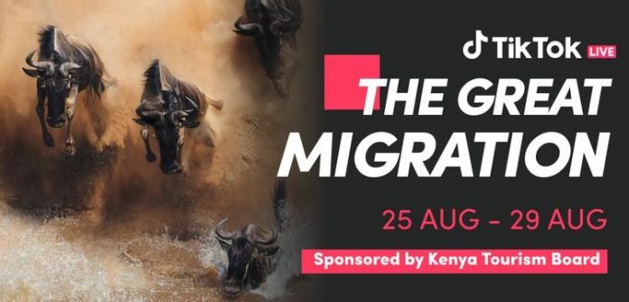 TikTok Brings Wildebeest Migration Live to Its Global Audience
