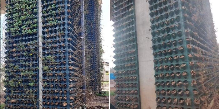 Nairobi Expressway Responds to Concern Over Drying Plants