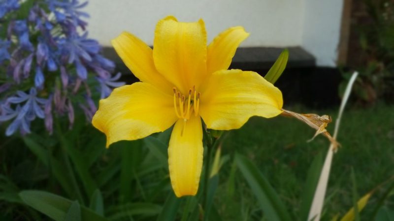 Camon 11 Photo