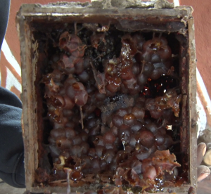 Kakamega farmers find fortune in stingless beekeeping – Kenya News Agency