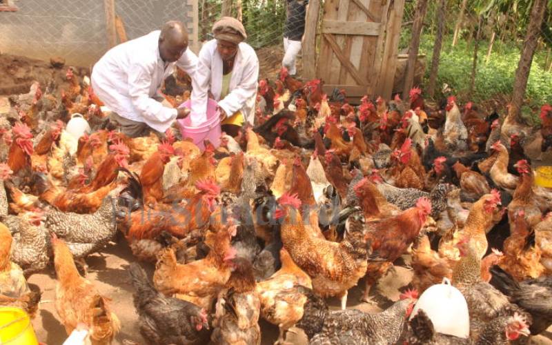 High cost of feeds bleeds dairy and poultry farmers