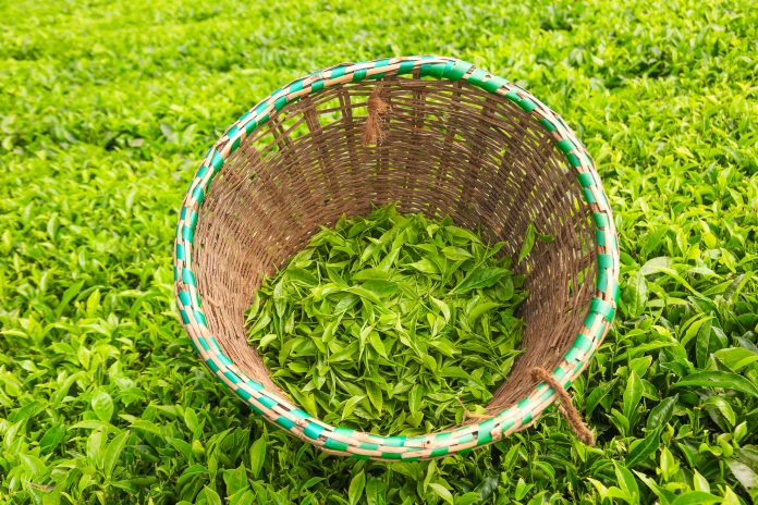 Tea: 650,000 Tonnes of Fertilizer Arrives in Mombasa