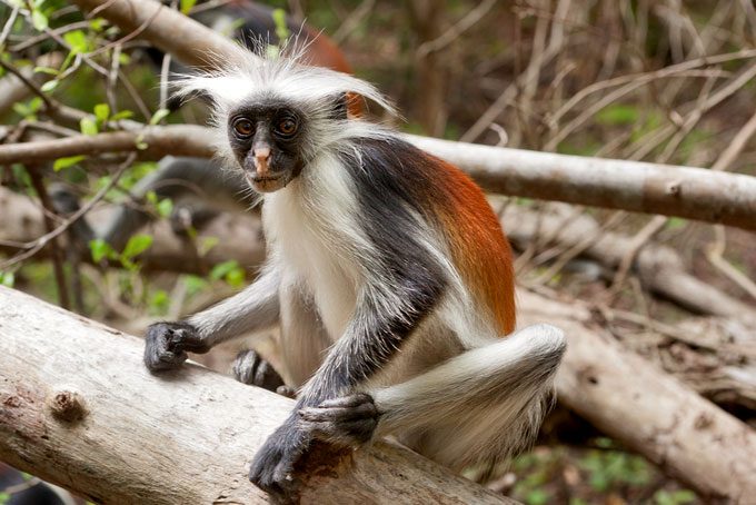 Census reveals endangered wildlife species in Tana River – Kenya News Agency