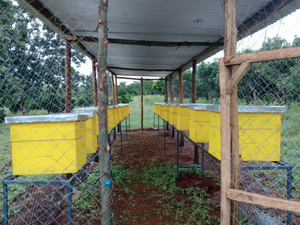 How to earn millions from your idle land. Money is in honey