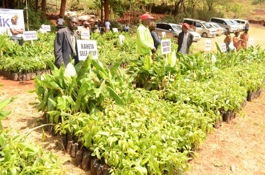 Women, youth groups in Gitugi receive fruit seedlings – Kenya News Agency