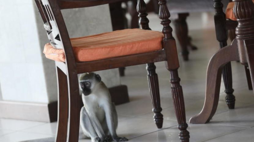 Star-rated hotels in Mombasa announce opening dates: The Standard