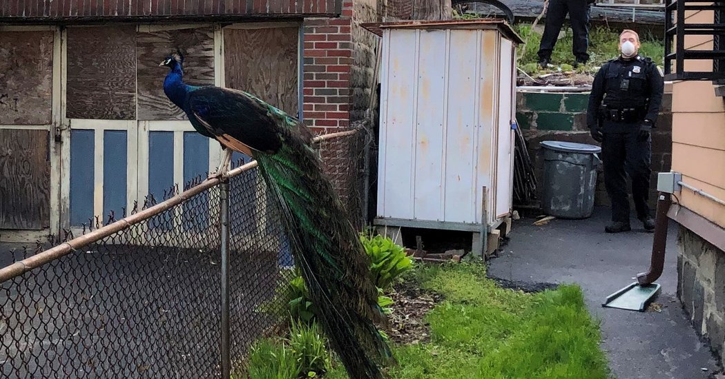 Escaped Peacock Is Lured Back by Mating Call From Police Officer’s Phone