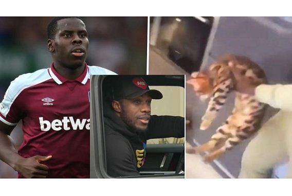 Is what Zouma did to cats worse than racism, asks West Ham team mate Antonio : The standard Sports