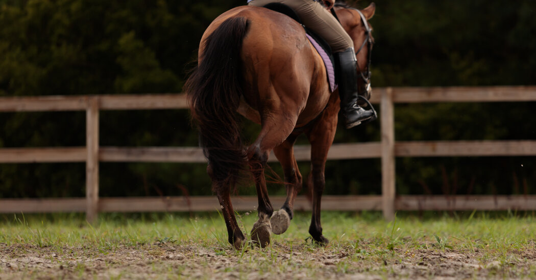 It’s Never Too Late to Learn to Ride Horseback