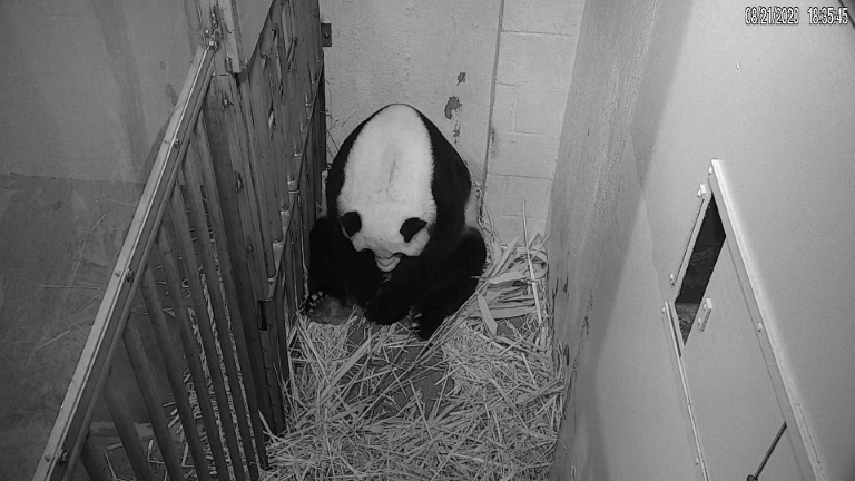 Washington zoo welcomes 'precious' new baby panda » Capital News