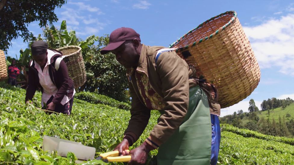 More Kenyan Tea Pickers Sues Finlay Over Gross Human Rights Violations