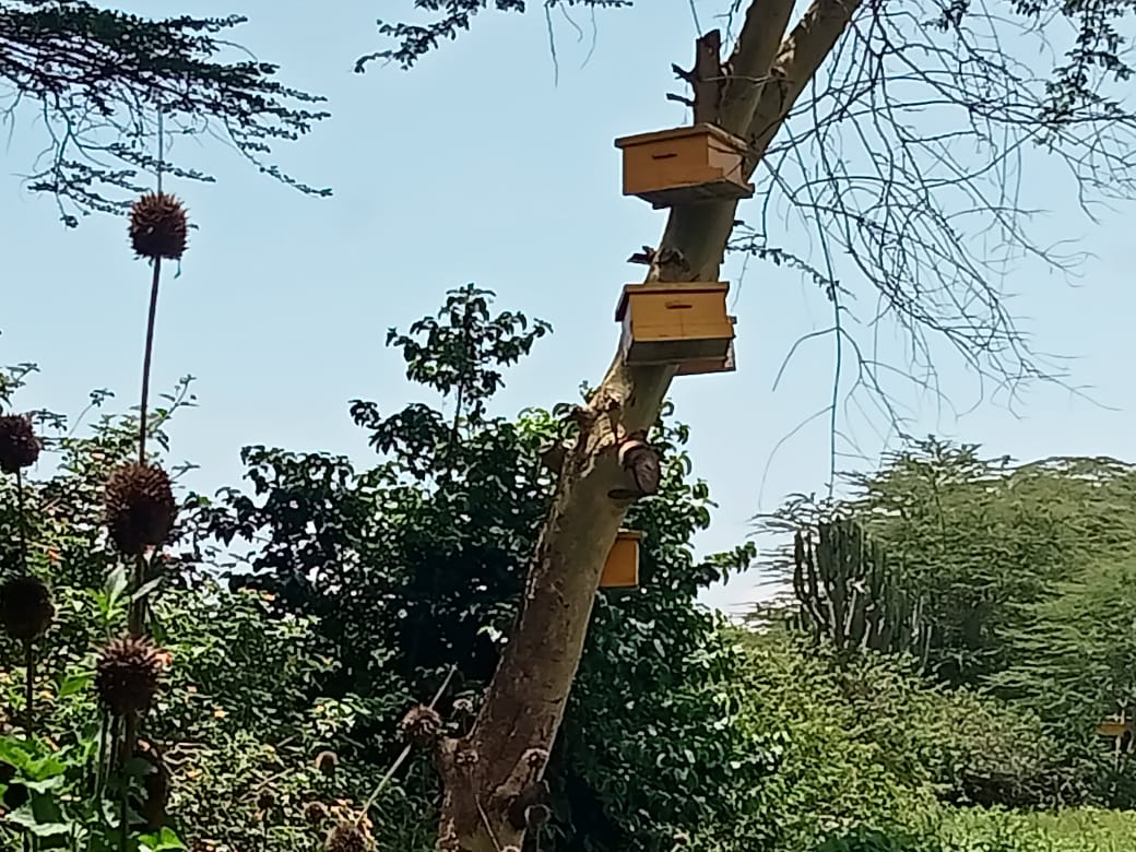 Special offer on Langstroth hives to maximize on the swarming season