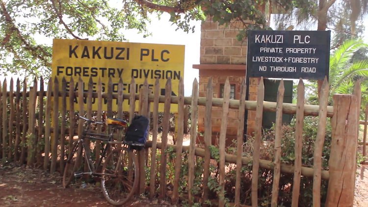 Kakuzi names Violet Mavisi as the firm’s Independent grievance mechanisms head