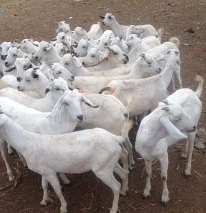 Ferrying of animals banned to curb livestock theft in Kajiado – Kenya News Agency