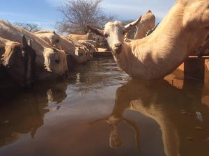 Major boost for dairy farmers in Taita Taveta – Kenya News Agency