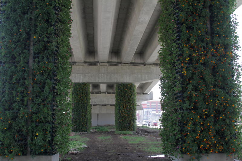 Greening, beautification give Nairobi Expressway fresh look and feel