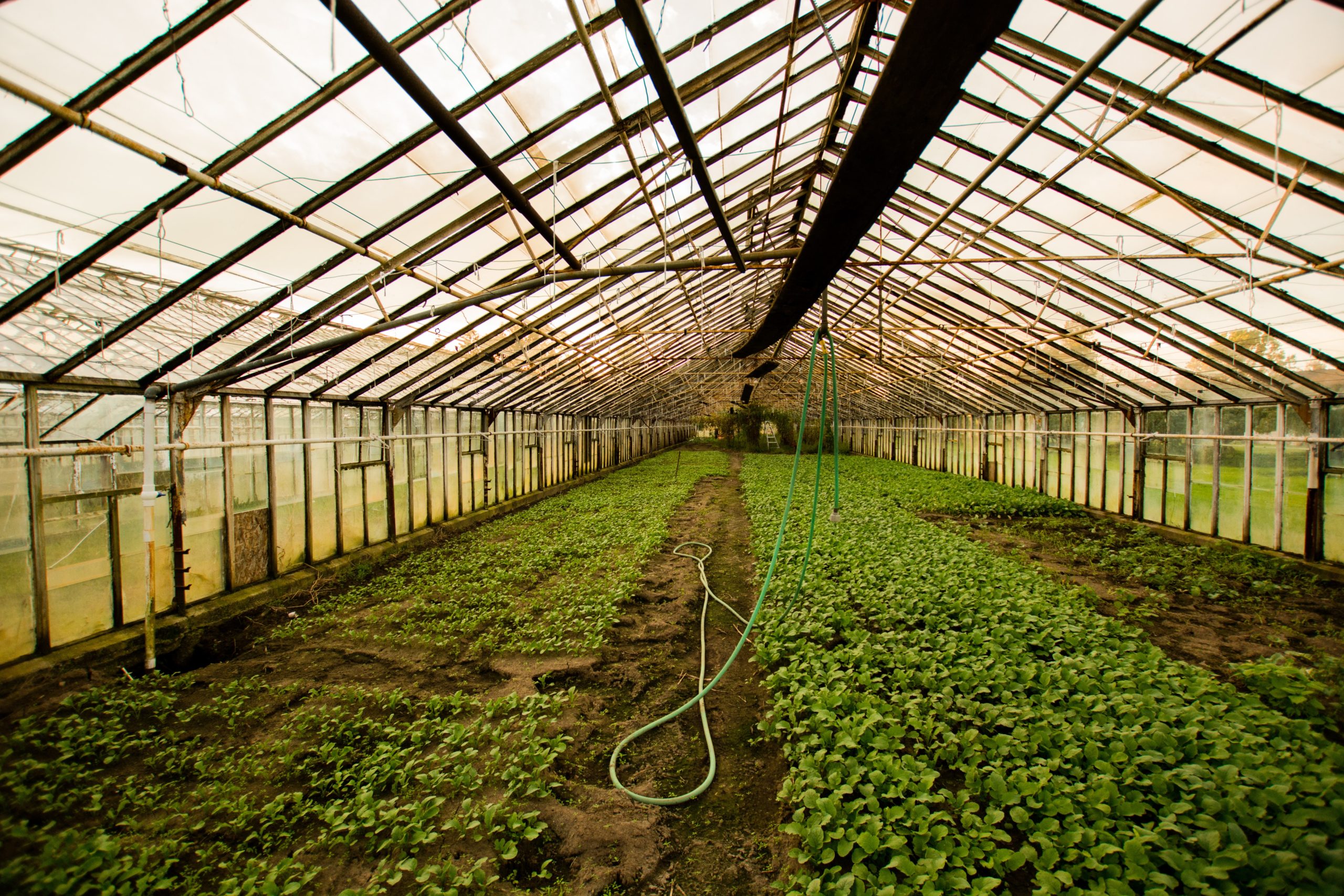 Kenya's horticulture industry not out of the woods yet - expert