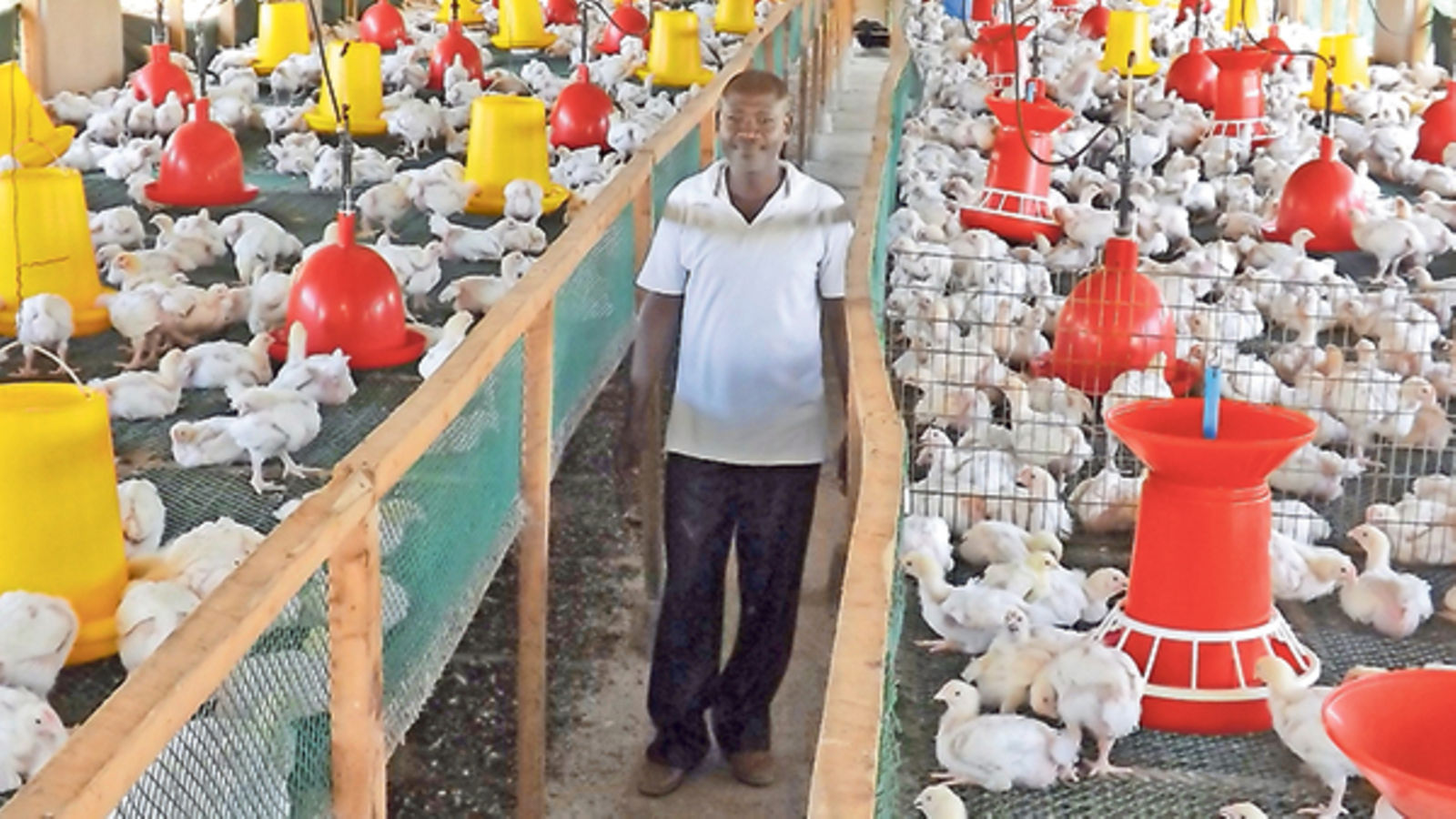 How farm started with 1,500 chicks now produces 20,000 chickens monthly
