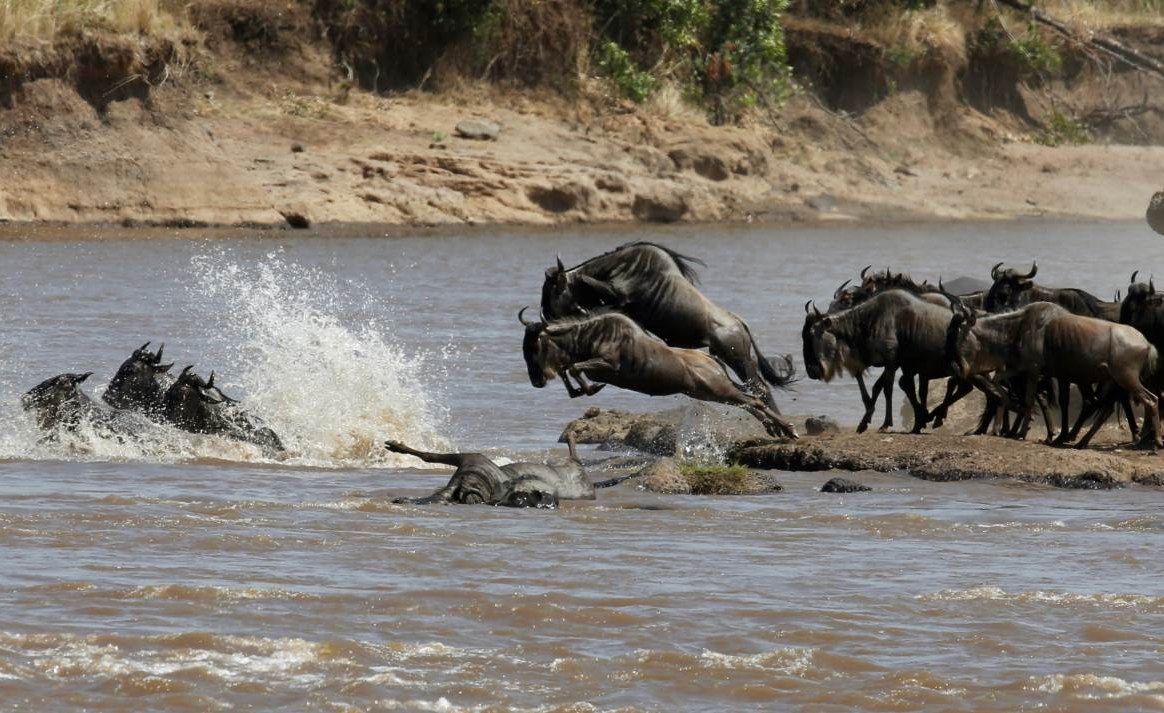 Kenya: Wildebeest, Whale Twin Migration Pitched As Kenya's Magical Tourism Experience