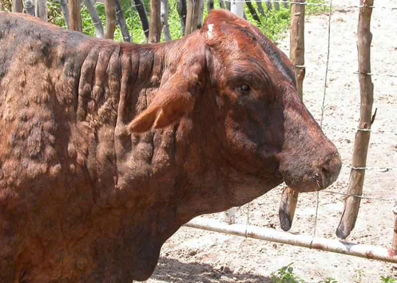 Tension grips Baringo farmers as viral cattle disease spreads