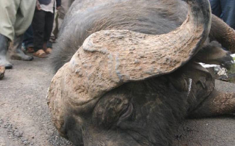 Capital projects a threat to wildlife, say activists