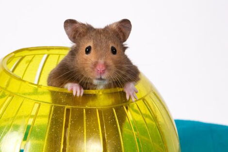 Aquatic Rodent