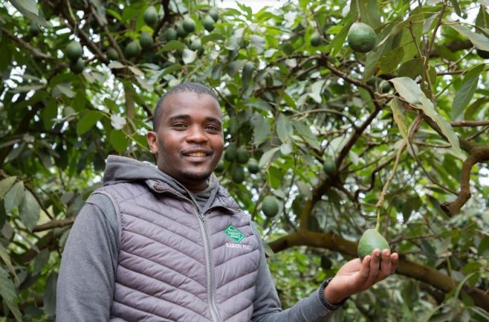 Kakuzi Avocademy Soft-launched To Train Smallholder Farmers On Avocado Production
