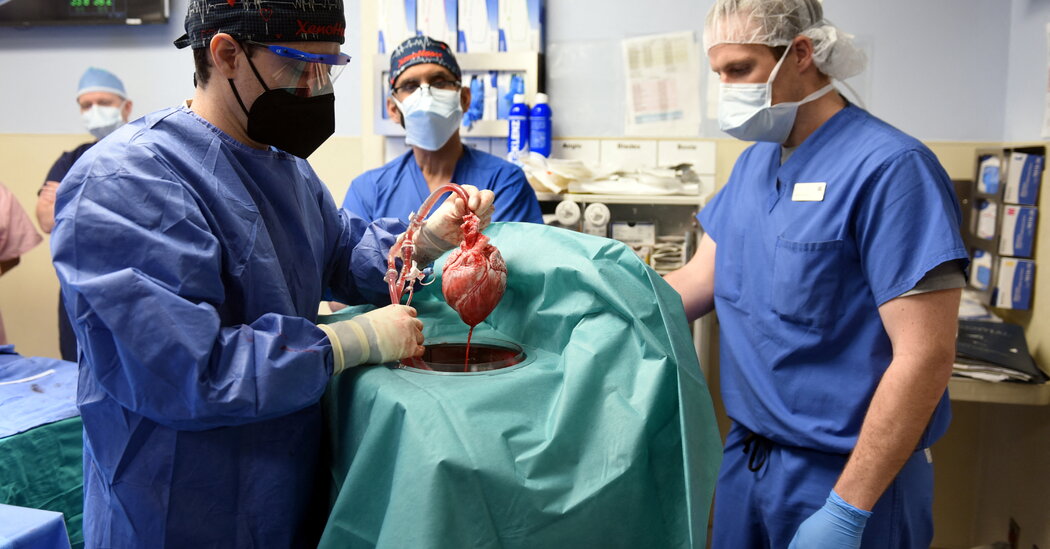Signs of an Animal Virus Discovered in Man Who Received a Pig’s Heart
