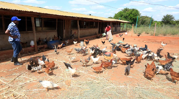Kalonzo showcases chicken farm, cows as he weighs political choices » Capital News