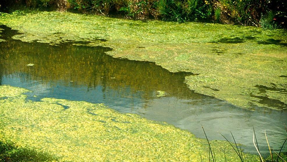 Unsightly, Stagnant Water Ponds are Idle Pots of Gold
