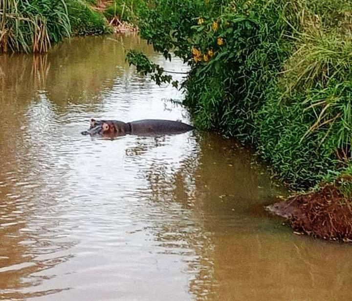 Hippos hinder search of a boy who drowned in Athi River – Kenya News Agency