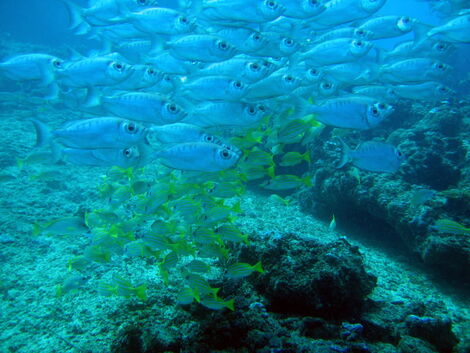 Marine life at the Mount Kenya National Park & Reserve .