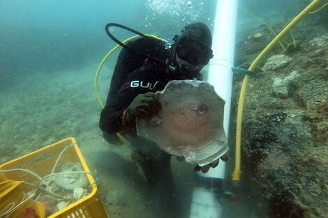 World Marvels as Kenya's First Underwater Museum Takes Shape