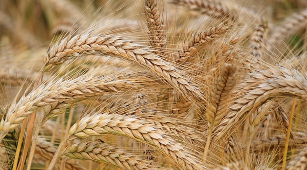 Wheat prices hit record high after Indian export ban