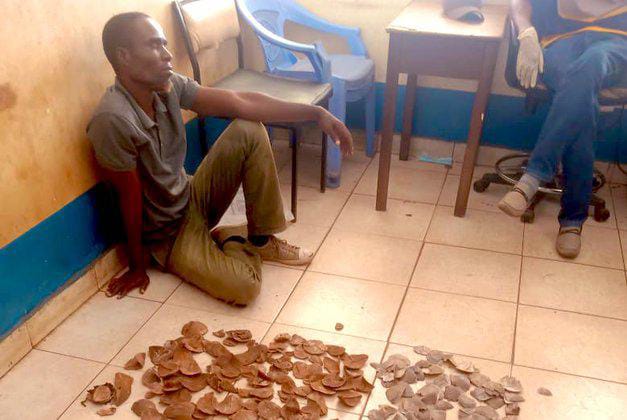 Suspect arrested with wildlife trophies worth Sh5mn in Taita Taveta » Capital News