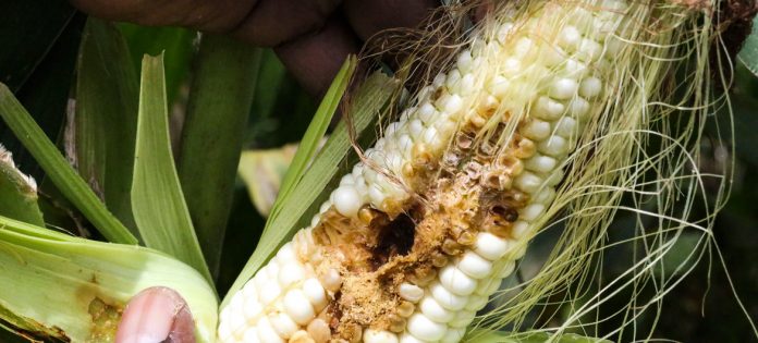 Farmers To Benefit From Pest Weed Identification App Corteva