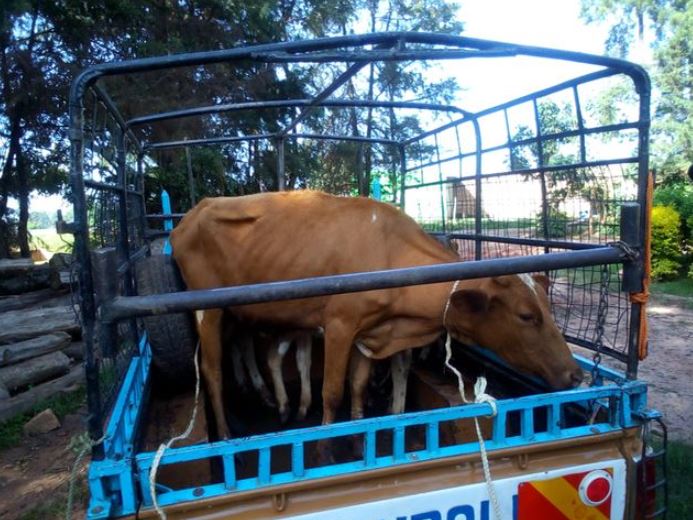 Kitale Divorcee Collects His Dowry From In-laws After Court Ruling
