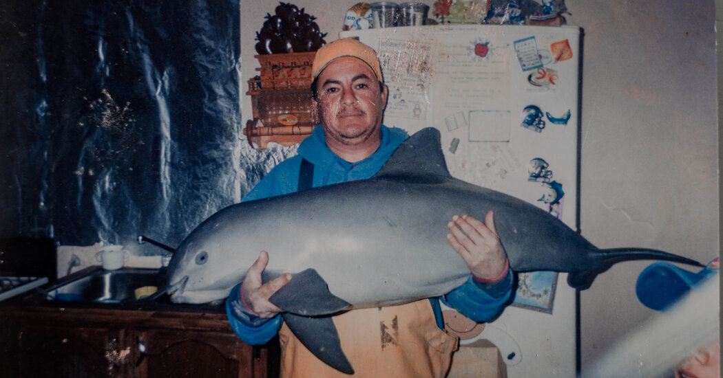 Vaquitas Could Soon Be Extinct. Mexico Will Largely Determine Their Fate.