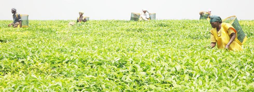 Embu Tea farmers decry this years' lower bonus payment