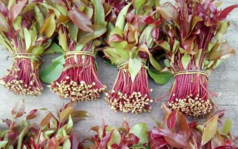 Meru demands lion's share of miraa funds: The Standard