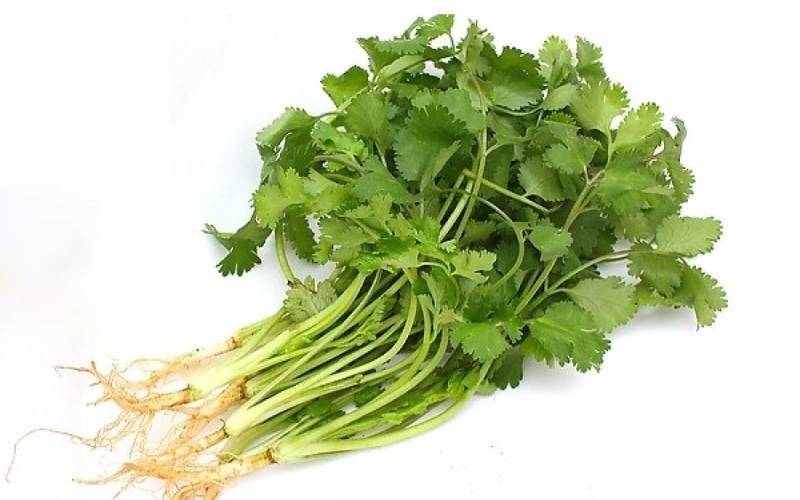 No space? You can grow dhania in your balcony