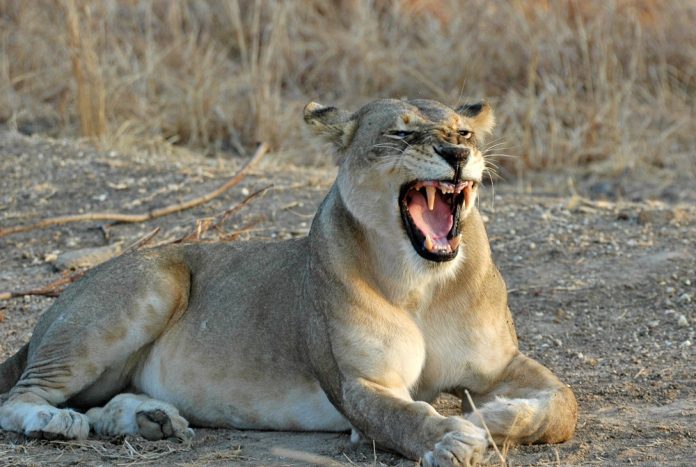 Captive Lion Breeding a Big Threat To Big Cats Survival