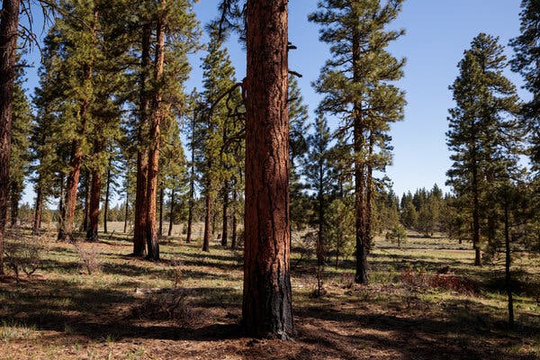 A portion of the Modoc National Forest in Alturas, Calif., was burned during a prescribed fire in 2019, resulting in a thinned-out forest that reduces the risk of catastrophic wildfires.